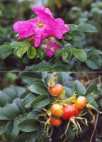 Kartoffelrose - Rosa rugosa 60-100 cm, verpflanzte Sträucher, ab 3 Triebe, wurzelnackt
