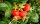 Weiße Kartoffelrose - Rosa rugosa Alba 40-60 cm, Strauch im 3-Liter Container