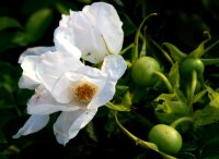 Weiße Kartoffelrose Rosa rugosa Alba 70-90 cm,...