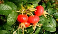 Weiße Kartoffelrose Rosa rugosa Alba 70-90 cm, leichter Strauch, ab 2 Triebe wurzelnackt