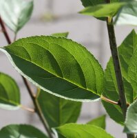 Kreuzdorn - Rhamnus cathartica 60-100 cm, verpflanzter Strauch ab 3 Triebe, wurzelnackt