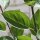 Kreuzdorn - Rhamnus cathartica 60-100 cm, verpflanzter Strauch ab 3 Triebe, wurzelnackt