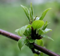 Kreuzdorn - Rhamnus cathartica 60-100 cm, Strauch im 3...