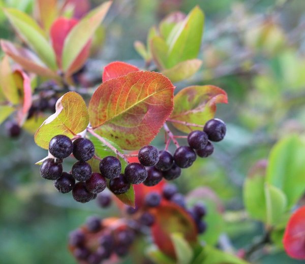 Kahle Apfelbeere - Schwarze Apfelbeere - Aronia melanocarpa