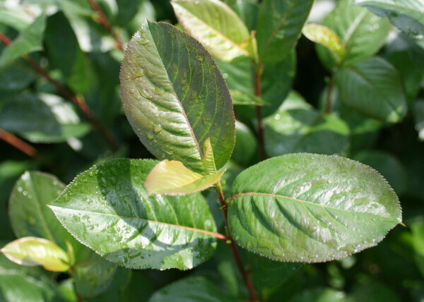 Kahle Apfelbeere - Schwarze Apfelbeere - Aronia melanocarpa  40-70 cm, leichter Strauch ab 3 Triebe, wurzelnackt