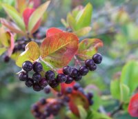 Kahle Apfelbeere - Schwarze Apfelbeere - Aronia melanocarpa  40-70 cm, leichter Strauch ab 3 Triebe, wurzelnackt