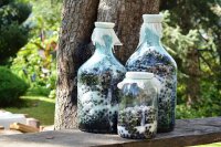 Kahle Apfelbeere - Schwarze Apfelbeere - Aronia melanocarpa 80-100 cm, Strauch im 7,5-Liter Container