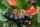 Apfelbeere - Aronia melanocarpa Hugin 
