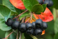 Aronia melanocarpa Hugin - Apfelbeere 40-60 cm, Strauch...
