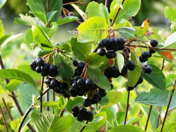 Apfelbeere Nero - Aronia melanocarpa Nero 40-60 cm, Strauch im 3 Liter Container
