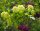 Gemeiner Schneeball - Viburnum opulus 70-90 cm, leichter Strauch, ab 2 Triebe, wurzelnackt