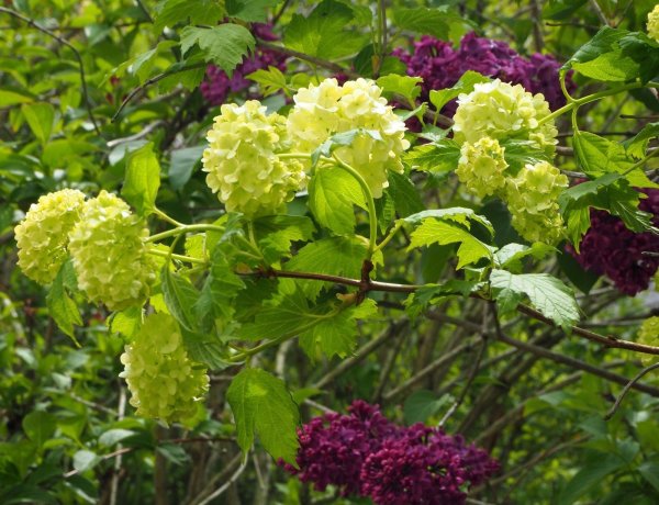 Gemeiner Schneeball - Viburnum opulus 60-100 cm, verpflanzter Strauch, ab 4 Triebe, wurzelnackt