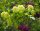 Gemeiner Schneeball - Viburnum opulus 60-100 cm, Strauch im 3 Liter Container