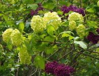 Gemeiner Schneeball - Viburnum opulus 100-150 cm,...