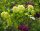Gemeiner Schneeball - Viburnum opulus 100-150 cm, verpflanzter Strauch, ab 5 Triebe, wurzelnackt