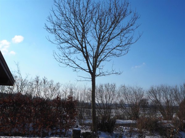 Gemeine Esche - Fraxinus excelsior  80-100 cm, leichter Heister, 1 x verpflanzt, wurzelnackt