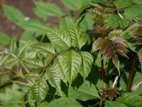 Gemeine Esche - Fraxinus excelsior  80-100 cm, leichter Heister, 1 x verpflanzt, wurzelnackt