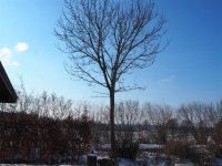 Gemeine Esche - Fraxinus excelsior 150-200 cm, Heister im...