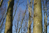 Gemeine Esche - Fraxinus excelsior Hochstamm, Stammumfang 10-12 cm, 2x verpflanzt, wurzelnackt