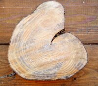 Gemeine Esche - Fraxinus excelsior Hochstamm, Stammumfang 12-14 cm, 3x verpflanzt mit Drahtballen