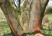 Gemeine Esche - Fraxinus excelsior Hochstamm, Stammumfang 12-14 cm, 3x verpflanzt mit Drahtballen