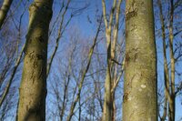 Gemeine Esche - Fraxinus excelsior Hochstamm, Stammumfang 12-14 cm, 3x verpflanzt mit Drahtballen