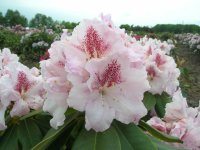 Rhododendron Konsonanz® INKARHO