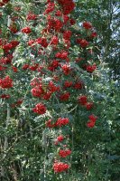 Eberesche/Vogelbeere  - Sorbus aucuparia 50-80 cm, 2...