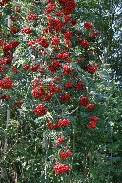 Eberesche/Vogelbeere - Sorbus aucuparia 150-200 cm, Heister im 7,5 Liter Container