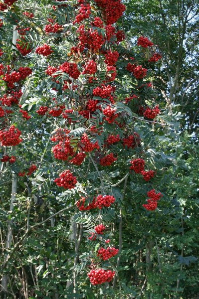 Eberesche/Vogelbeere - Sorbus aucuparia Hochstamm, Stammumfang 14-16 cm, 3x verpflanzt mit Drahtballen