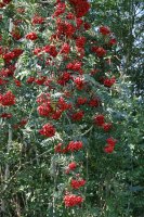 Eberesche/Vogelbeere - Sorbus aucuparia Hochstamm,...