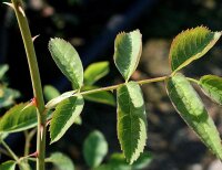 Hundsrose - Hunds-Rose - Rosa canina 50-80 cm, 2 jährig verschulter Sämling, wurzelnackt