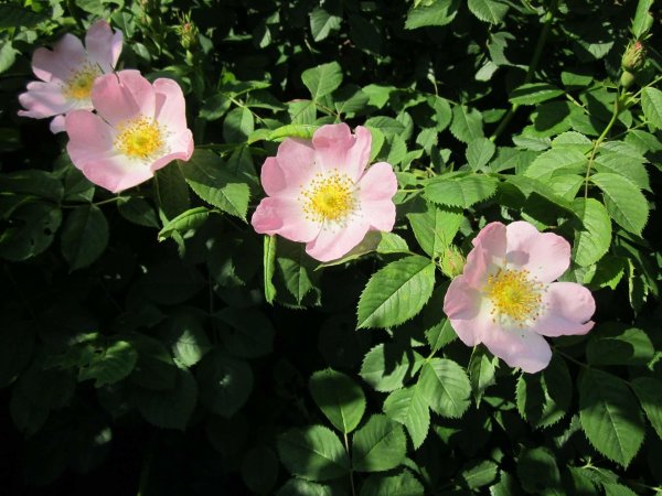 Hundsrose - Hunds-Rose - Rosa canina 100-150 cm, verpflanzter Strauch ab 4 Triebe