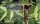 Filzrose - Rosa tomentosa 60-100 cm, verpflanzter Strauch, ab 3 Triebe, wurzelnackt