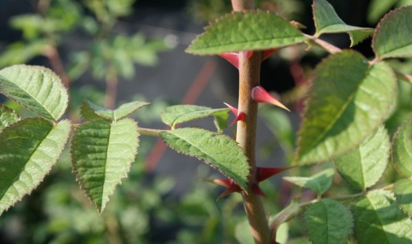 Filzrose - Rosa tomentosa 60-100 cm, Strauch im 3 Liter Container