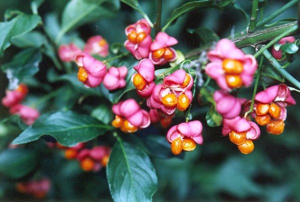 Pfaffenhütchen - Euonymus europaeus 60-100 cm, verpflanzter Strauch, ab 3 Triebe, wurzelnackt