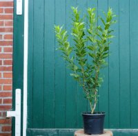 Pfaffenhütchen - Euonymus europaeus 60-100 cm, Strauch im 3 Liter Container