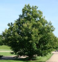 Esskastanie - Marone Castanea sativa