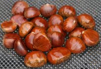 Esskastanie - Marone Castanea sativa