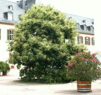 Esskastanie - Marone Castanea sativa