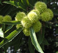 Esskastanie - Marone Castanea sativa