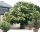 Esskastanie - Marone Castanea sativa