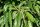 Esskastanie - Marone Castanea sativa
