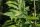 Esskastanie - Marone Castanea sativa