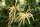 Esskastanie - Marone Castanea sativa