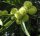 Esskastanie - Marone Castanea sativa