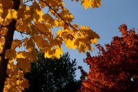 Bergahorn - Acer pseudoplatanus  50-80 cm, 2 jährig verschulter Sämling, wurzelnackt