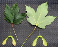 Bergahorn - Acer pseudoplatanus  50-80 cm, 2 jährig verschulter Sämling, wurzelnackt