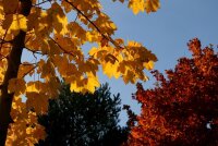 Bergahorn - Acer pseudoplatanus 200-250 cm, verpflanzter...
