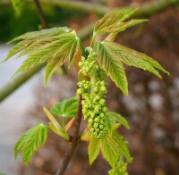 Bergahorn - Acer pseudoplatanus 200-250 cm, verpflanzter Heister ab 6 cm Umfang, mit Ballen